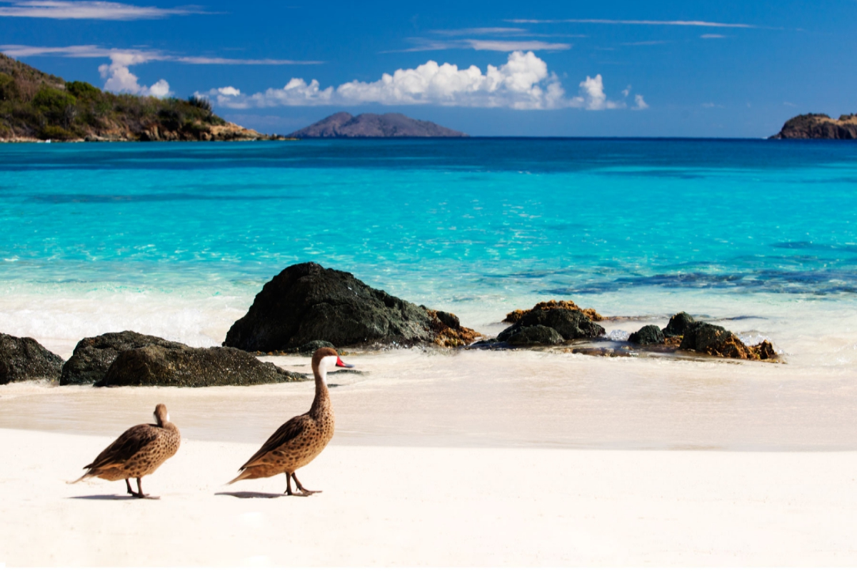 Want to enjoy that Caribbean experience? The US Virgin Islands has got something for you